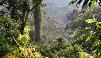 Bwindi-Impenetrable-National-Park-5