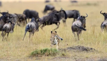 Cheetah-and-wildebeest-in-Serengeti