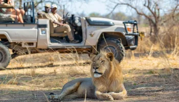 Lion-South-Luangwa-National-Park